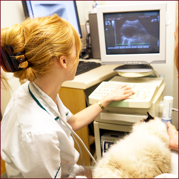 A veterinarian performing and ultrasound.