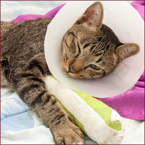 A cat recovering from an injury with a case on it's foot and an e-collar on.