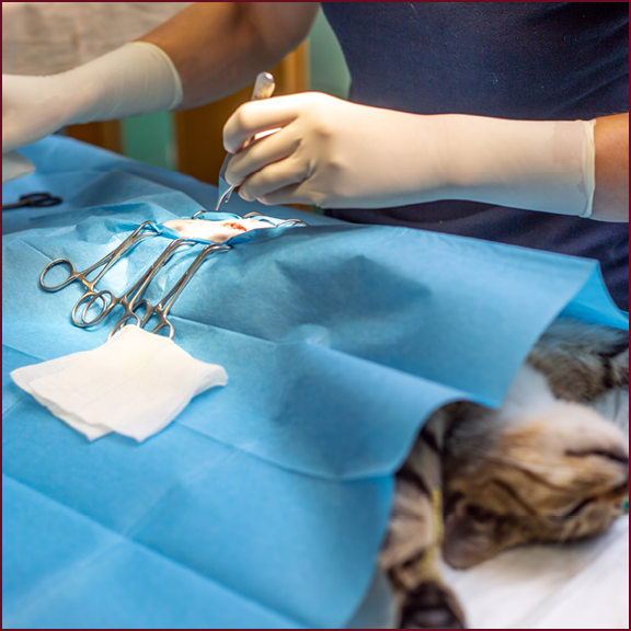 An image if a sedated cat having a spay procedure performed by a surgeon wearing gloves.