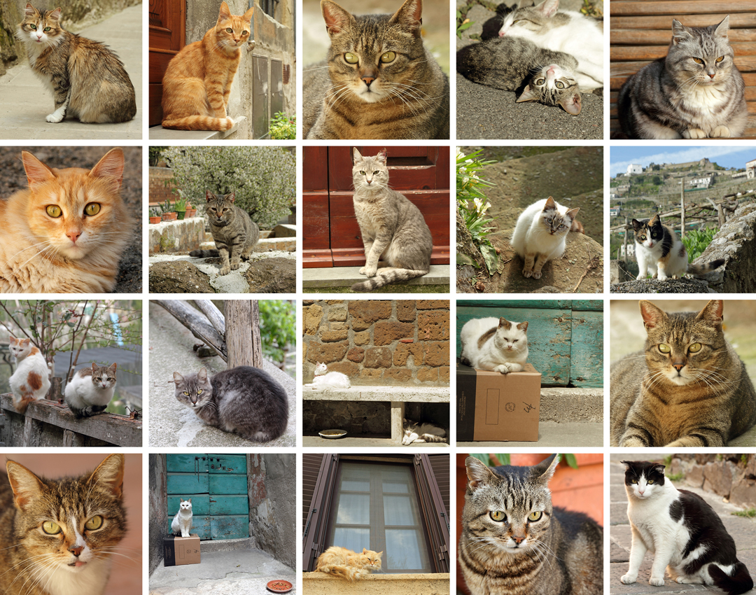 Community Cat Champions – Assisting rescue groups, shelters, TNR groups ...